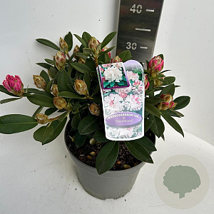 Rhododendron (Y) 'Dreamland' 30-40 cm P23 B kwaliteit