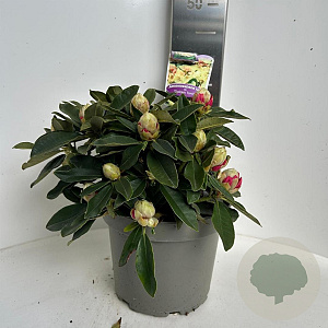 Rhododendron (Y) 'Golden Torch' 30-40 cm P23 B kwaliteit
