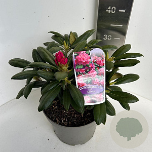 Rhododendron (Y) 'Kalinka' 30-40 cm P23 B kwaliteit