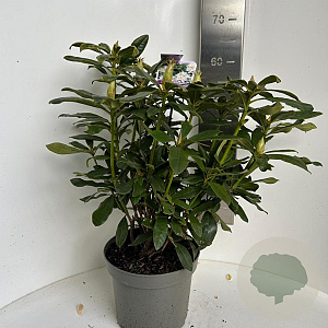 Rhododendron 'Madame Masson' 40-50 cm P23 B kwaliteit