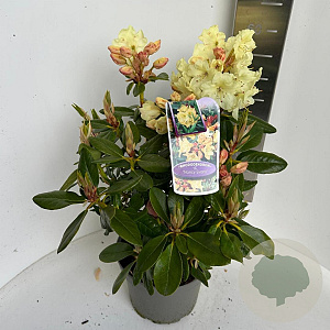 Rhododendron 'Nancy Evans' 40-50 cm P23 B kwaliteit