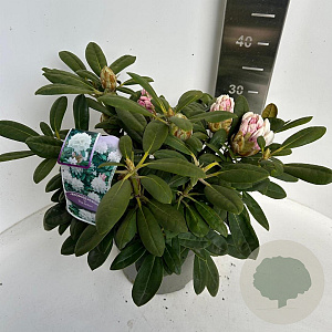 Rhododendron (Y) 'Porzellan' 30-40 cm 5,0L