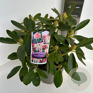Rhododendron (Y) 'Percy Wiseman' 30-40 cm P23 B kwaliteit