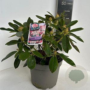 Rhododendron (Y) 'Percy Wiseman' 30-40 cm P23 B kwaliteit