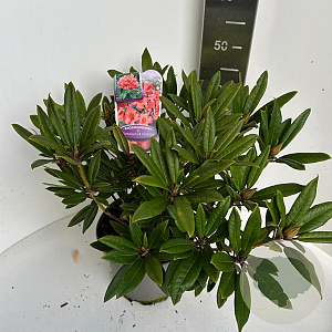 Rhododendron 'Tortoiseshell Orange' 40-50 cm P23 B kwaliteit