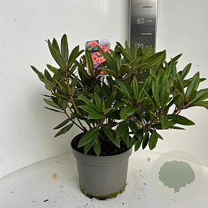 Rhododendron 'Tortoiseshell Orange' 40-50 cm P23 B kwaliteit