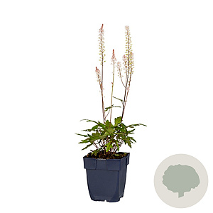 Tiarella cordifolia GM  P11