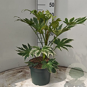 Fatsia japonica 'Spider's Web' 50-60 cm 5,0L