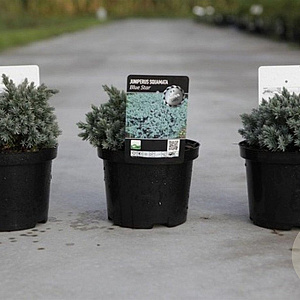 Juniperus squamata 'Blue Star' 15-20 cm 2,0L