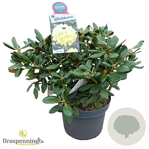 Rhododendron (Y) 'Centennial Gold' 50-60 cm 10L