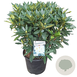 Rhododendron 'Madame Masson' 60-70 cm 20L