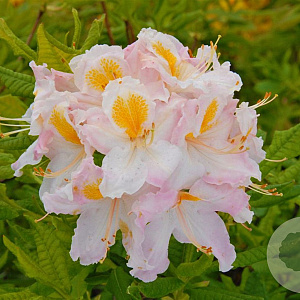 Rhododendron (AM) 'Möwe' 50-60 cm 10L