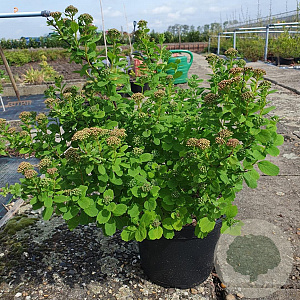 Spiraea betulifolia 'Tor' 20-25 cm 3,0L