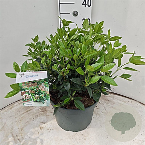 Viburnum tinus 40-50 cm 10L