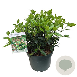 Viburnum tinus 40-50 cm 10L