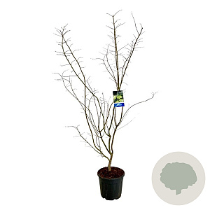 Acer Arctic Jade 175-200 cm 30L extra