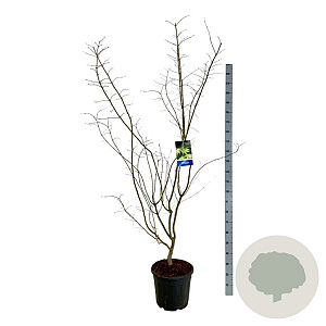 Acer Arctic Jade 175-200 cm 30L extra