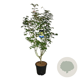 Acer Arctic Jade 175-200 cm 30L extra