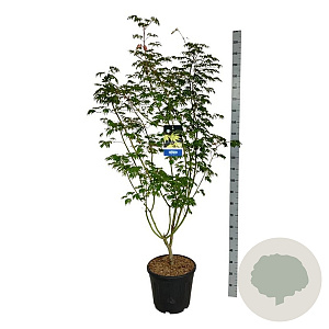 Acer Arctic Jade 175-200 cm 30L extra