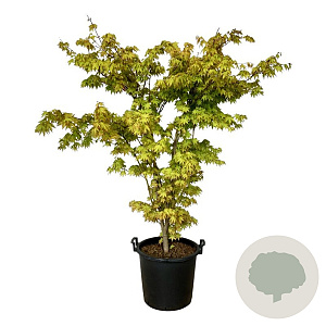 Acer pal. 'Summer Gold' 125-150 cm 30L extra
