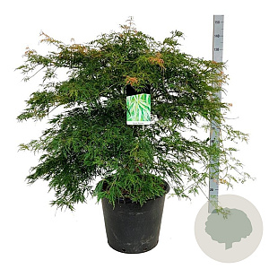Acer pal. 'Dissectum' 80-100 cm 30L extra