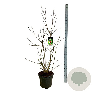 Calycanthus r. 'Aphrodite' 125-150 cm 30L extra