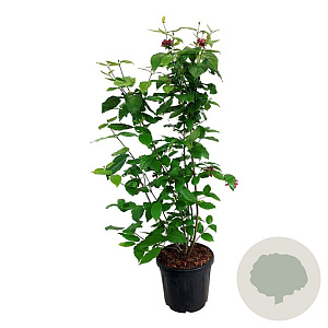 Calycanthus r. 'Aphrodite' 125-150 cm 30L extra