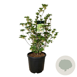 Enkianthus camp. Prettycoat 80-100 cm 30L extra