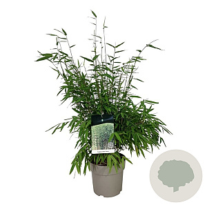 Fargesia nitida 'Gansu 95/2' 60-80 cm 6L