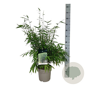 Fargesia nitida 'Gansu 95/2' 60-80 cm 6L