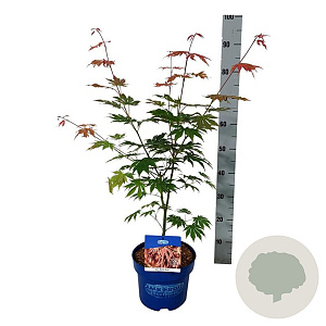 Fagus syl. 'Atropunicea' 100-125 cm wortelgoed 1/2