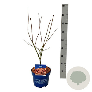 Fagus syl. 'Atropunicea' 100-125 cm wortelgoed 1/2