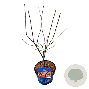 Fagus syl. 'Atropunicea' 100-125 cm wortelgoed 1/2
