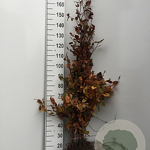 Fagus syl. 'Atropunicea' 175-200 cm wortelgoed