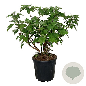 Hydrangea querc. 'Alice' 80-100 cm 30L extra