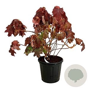 Hydrangea querc. 'Alice' 80-100 cm 30L extra