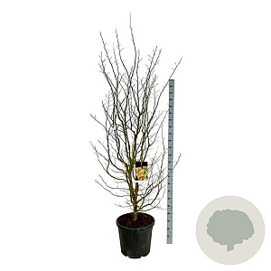 Parrotia persica 200-225 cm cont. 55L extra