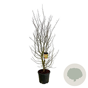 Parrotia persica 200-225 cm cont. 55L extra