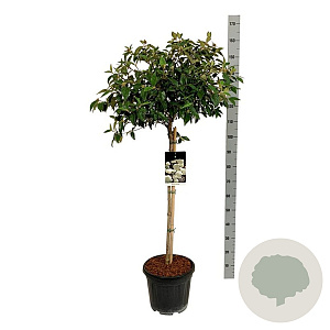 Viburnum 'Eskimo' 80 cm stam 15L