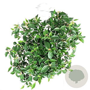 Viburnum 'Eskimo' 80 cm stam 15L