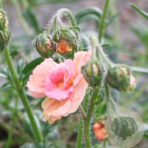 Helianthemum 'Peach' GM P9