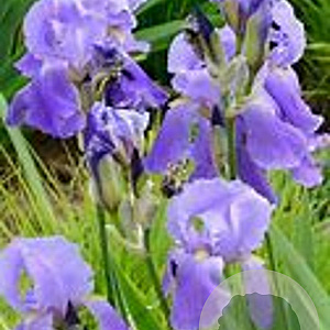 Iris (G) 'Empress of India' GM P9