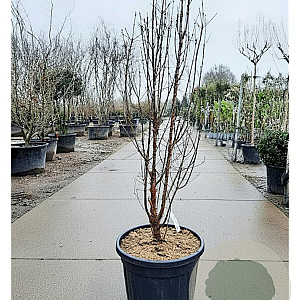 Acer griseum 150-175 cm 50L meerstammig