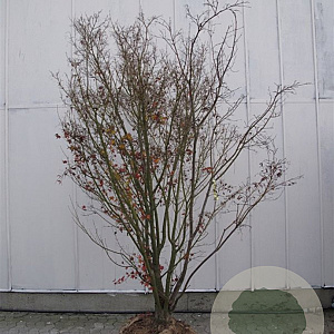 Acer palmatum 200-250 cm draadkluit