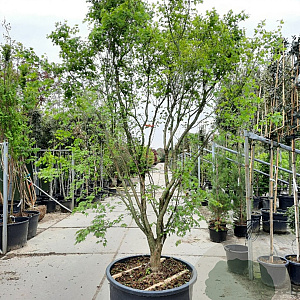 Acer palmatum 300-350 cm container meerstammig struik