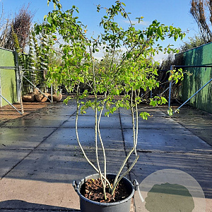 Amelanchier lamarckii 200-250 cm container spil
