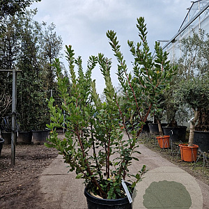 Arbutus unedo 150-175 cm 45L