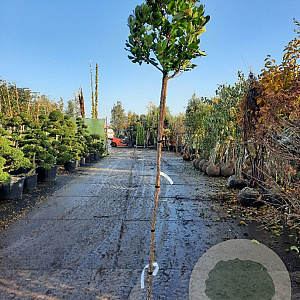 Arbutus unedo 180 cm stam container 8-10