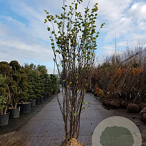 Cercis siliquastrum 250-300 cm draadkluit meerstammig solitair