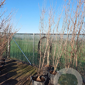 Cornus kousa chinensis 200-250 cm container meerstammig